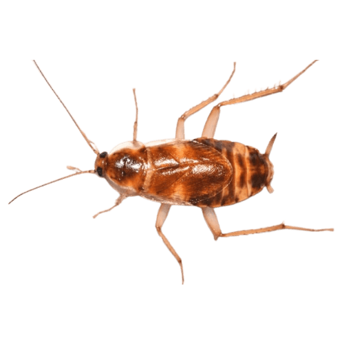 Brown-banded cockroach on cabinet