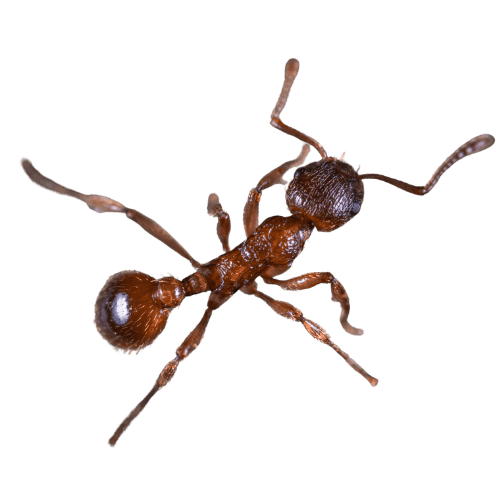 Fire ants near mound