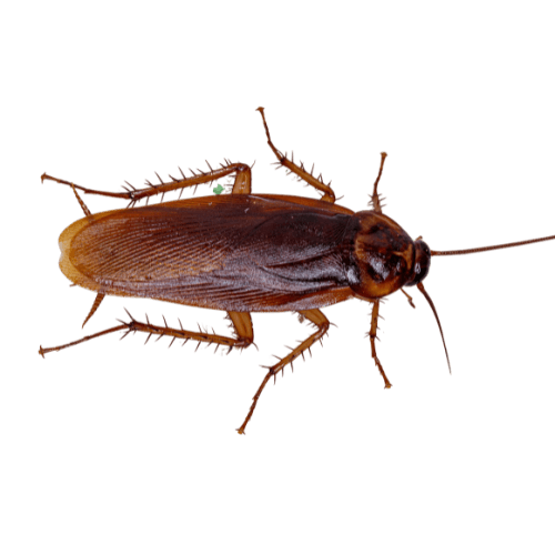 German cockroach close-up