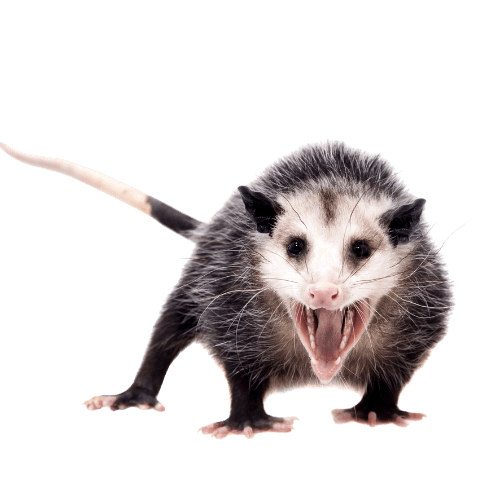 Opossum on a fence