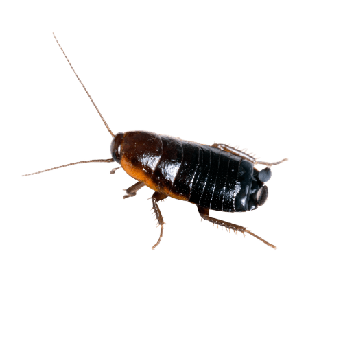 Oriental cockroach