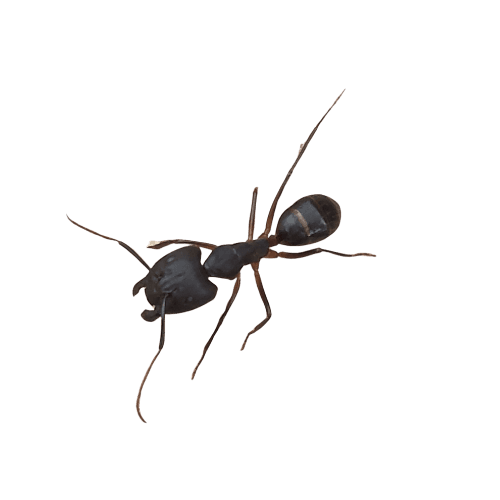 Pavement ants by sidewalk crack