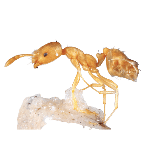 Pharaoh ant on countertop