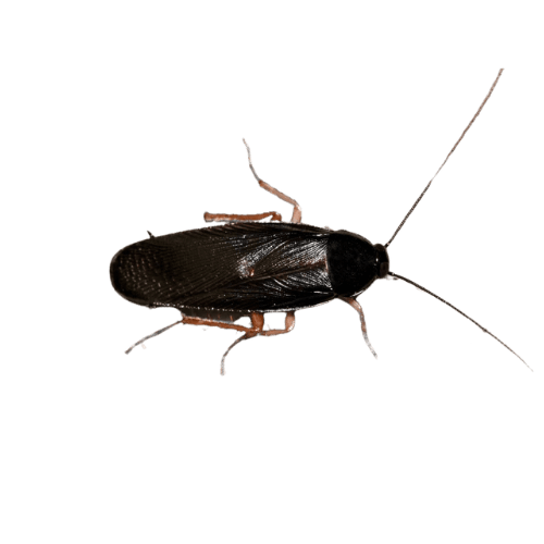 Smokybrown cockroach